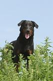 BEAUCERON 025